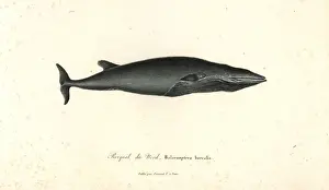 Lesson Prints: Sei whale, Balaenoptera borealis. Endangered