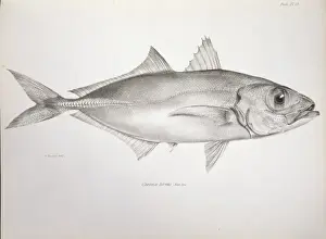 Selar crumenophthalmus, bigeye scad