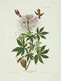 Aquatint Gallery: Selasphorus rufus, rufous hummingbird