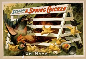 Seldens funny farce, A spring chicken