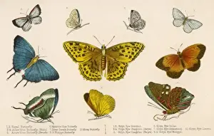 Selected Butterflies