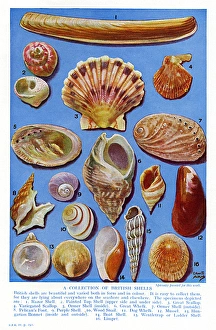 Variegated Gallery: A selection of British Shells