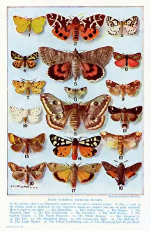 Order Gallery: A selection of common British Moths
