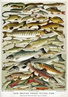 Prussian Collection: A Selection of Fish