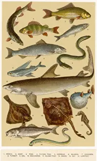 A Selection of Fish
