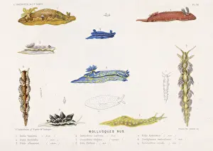 Selection of Molluscs