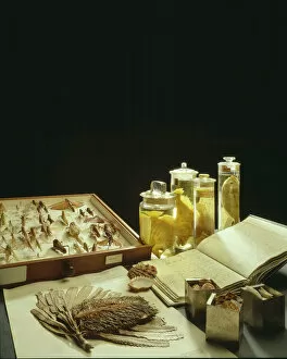 A Selection of Museum Specimens