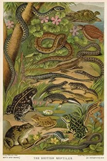 Snake Collection: Selection page of British reptiles. Date: 1881