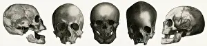 Selection of skulls