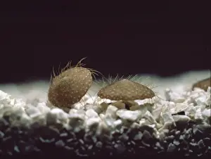 Minute Prints: Selenaria maculata, bryozoa