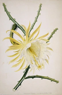Selenicereus hamatus, Queen of the night