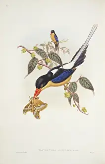 Filament Prints: Seleucidis melanoleucas, twelve-wired bird-of-paradise