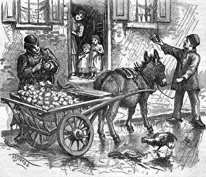 Images Dated 7th June 2018: SELLING CAULIFLOWERS