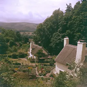 Selworthy Prints: Selworthy Thatches