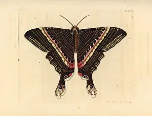 Papilio Prints: Sematura empedocles moth