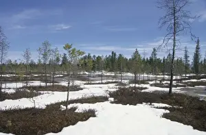 Forests Prints: Semi-tundra in spring, Siberia