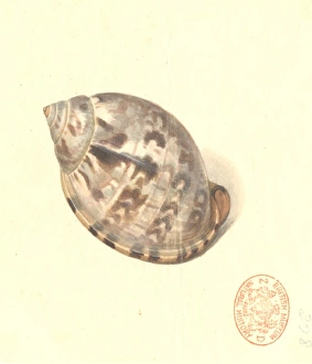 Agate Gallery: Semicassis labiata labiata, agate cassid