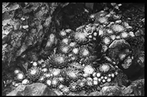 Succulent Prints: Sempervivum Arachnoideum Laggeri