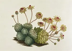 Sempervivum Monanthes