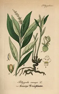 Seneca snakeroot, Polygala senega