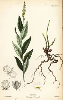 Seneca snakeroot, Polygala senega