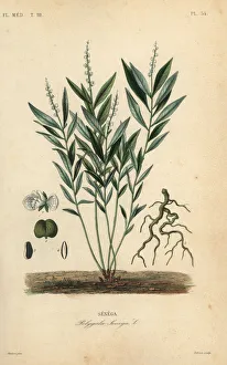 Herincq Gallery: Seneca snakeroot or rattlesnake root, Polygala senega
