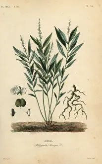 Edouard Prints: Seneca snakeroot or rattlesnake root, Polygala senega