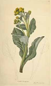 Brassicales Gallery: Senecio candidans, sea cabbage