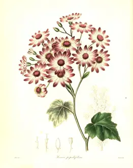 Senecio halimifolius