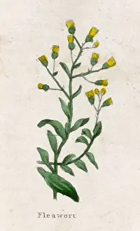 Senecio Prints: Senecio Integrifolius
