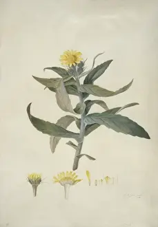 Senecio pseudoarnica Less. seaside ragwort