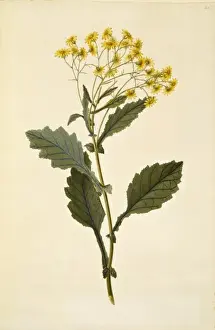 Ragwort Prints: Senecio rufiglandulosus