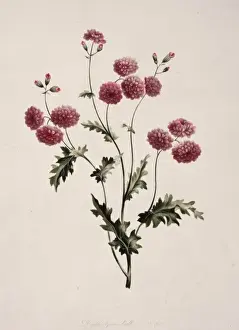 Ragwort Prints: Senecio vulgaris, groundsel