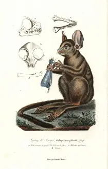 Senegal bushbaby, Galago senegalensis