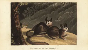 Lesser Prints: Senegal bushbaby or lesser galago, Galago senegalensis