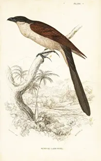 Senegal coucal, Centropus senegalensis