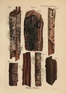 Mahogany Prints: Senegal mahogany, Khaya senegalensis