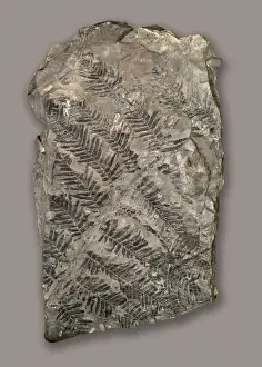 Polypodiophyta Prints: Senftenbergia sp