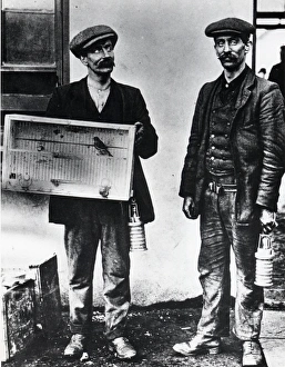 Coal Mining Collection: Senghenydd Colliery canary, Glamorgan, South Wales