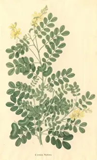 Fabaceae Prints: Senna italica, Italian senna