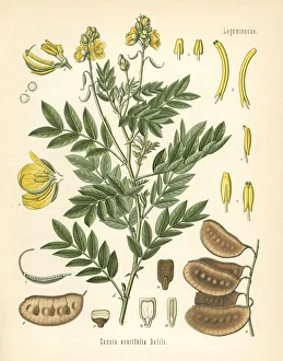 Alexandrina Gallery: Senna, Senna alexandrina