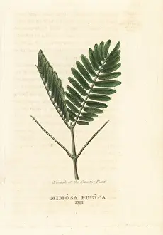 Duppa Prints: Sensitive plant, Mimosa pudica