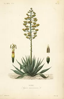 Agave Gallery: Sentry plant or American aloe, Agave americana