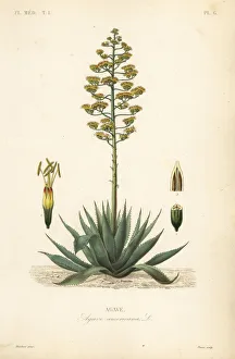 Steel Gallery: Sentry plant or American aloe, Agave americana