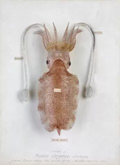 Rudolf Blaschka Collection: Sepia elegans, squid