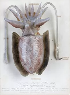 1822 1895 Collection: Sepia officinalis, squid