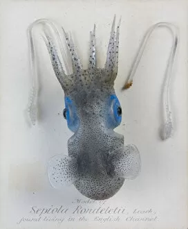 Mollusca Collection: Sepiola rondeletii, squid