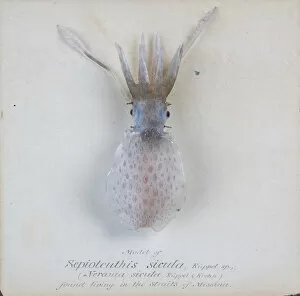 Rudolf Blaschka Collection: Sepioteuthis sicula. jpg