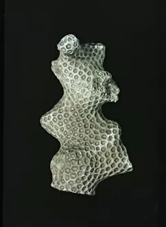 Polyp Gallery: Septastraea forbesi, coral