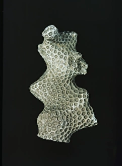 Polyp Gallery: Septastraea forbesi, coral
